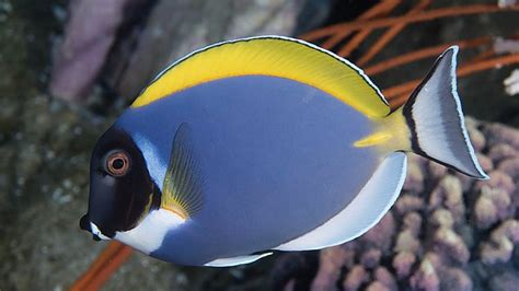 Adding a Powder Blue Tang .